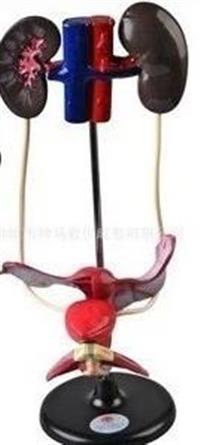 女性泌尿系统，女性生殖系统，生物模型