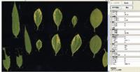 植物叶面积分析仪系统 野外便携式植物叶面积分析仪  植物叶面积测量仪